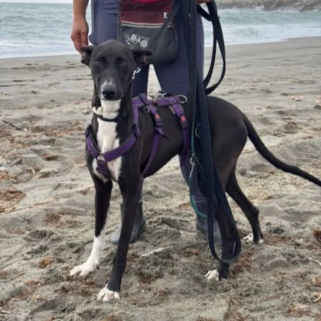 Gina, female puppy Galgo Español for adoption at SALVA Hundehilfe e.V.