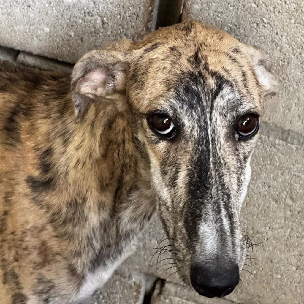 Jeremiah, male young Galgo Español for adoption at SALVA Hundehilfe e.V.