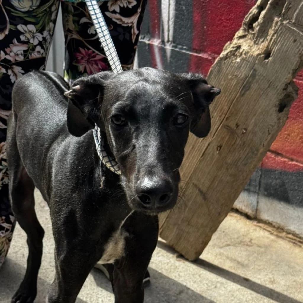 David, male puppy Galgo Español for adoption at SALVA Hundehilfe e.V.