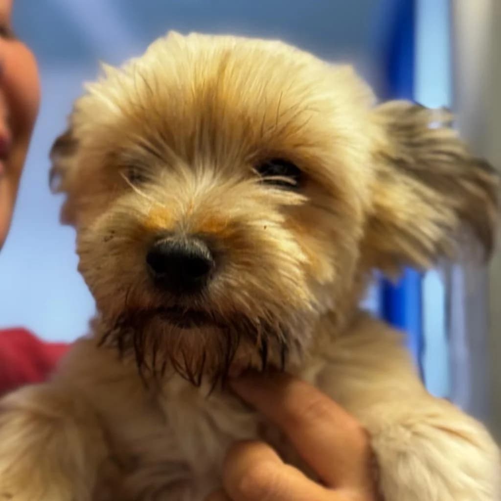 Candela, female young Yorkshire Terrier for adoption at SALVA Hundehilfe e.V.
