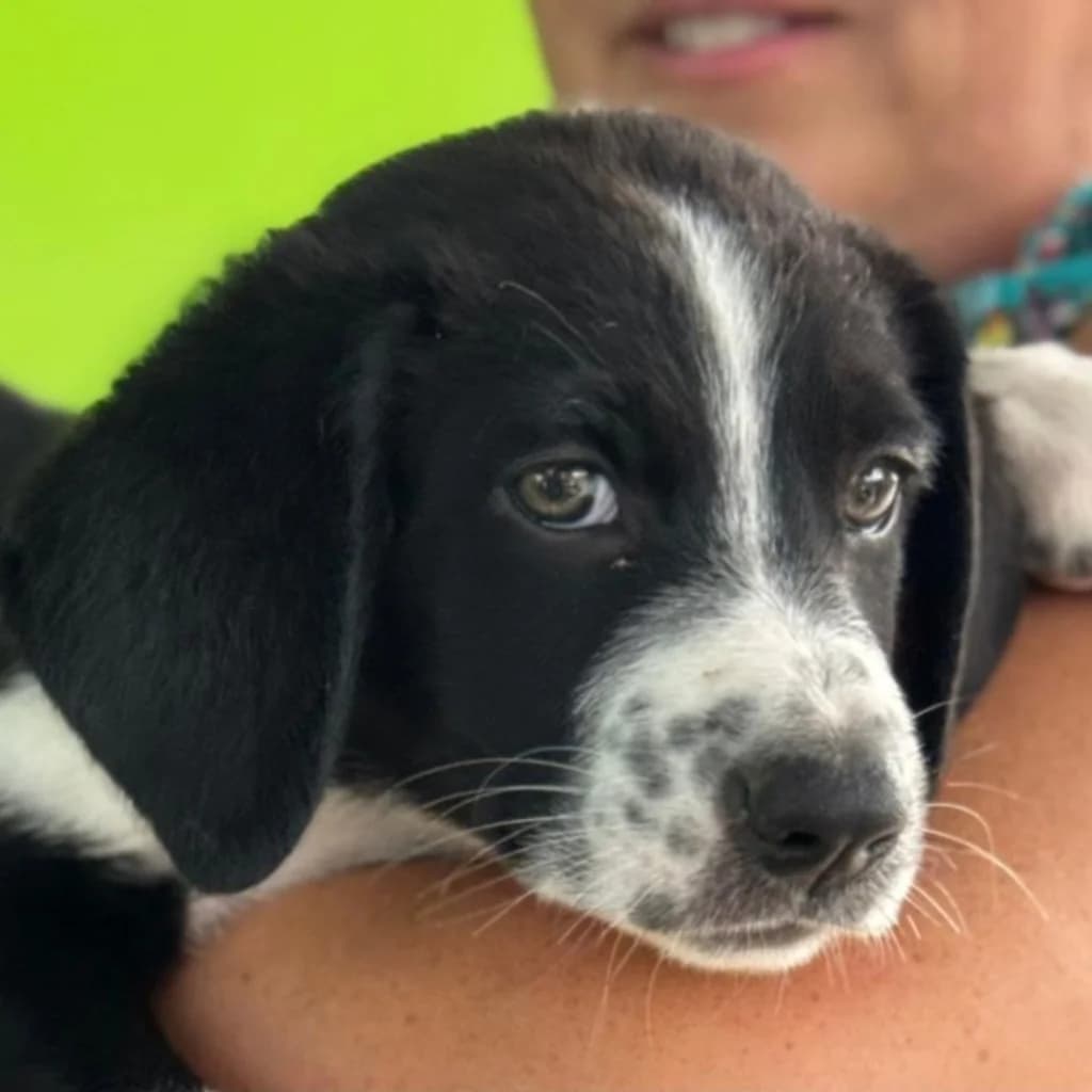 Mila, female puppy Labrador Retriever for adoption at SALVA Hundehilfe e.V.