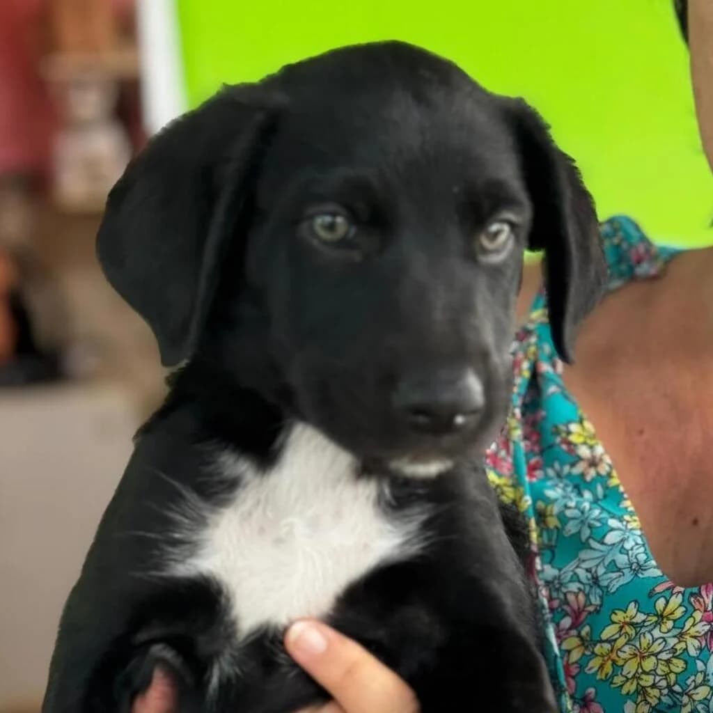 Maribel, female puppy Labrador Retriever for adoption at SALVA Hundehilfe e.V.