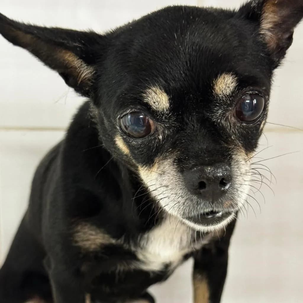 Pepa, female senior Chihuahua for adoption at SALVA Hundehilfe e.V.