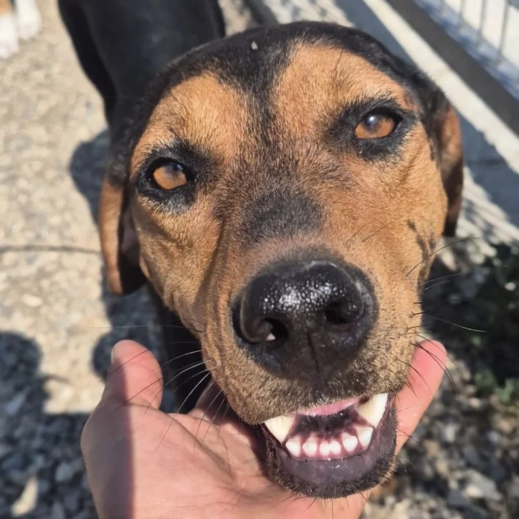 Elin, female young Mixed Breed for adoption at SALVA Hundehilfe e.V.