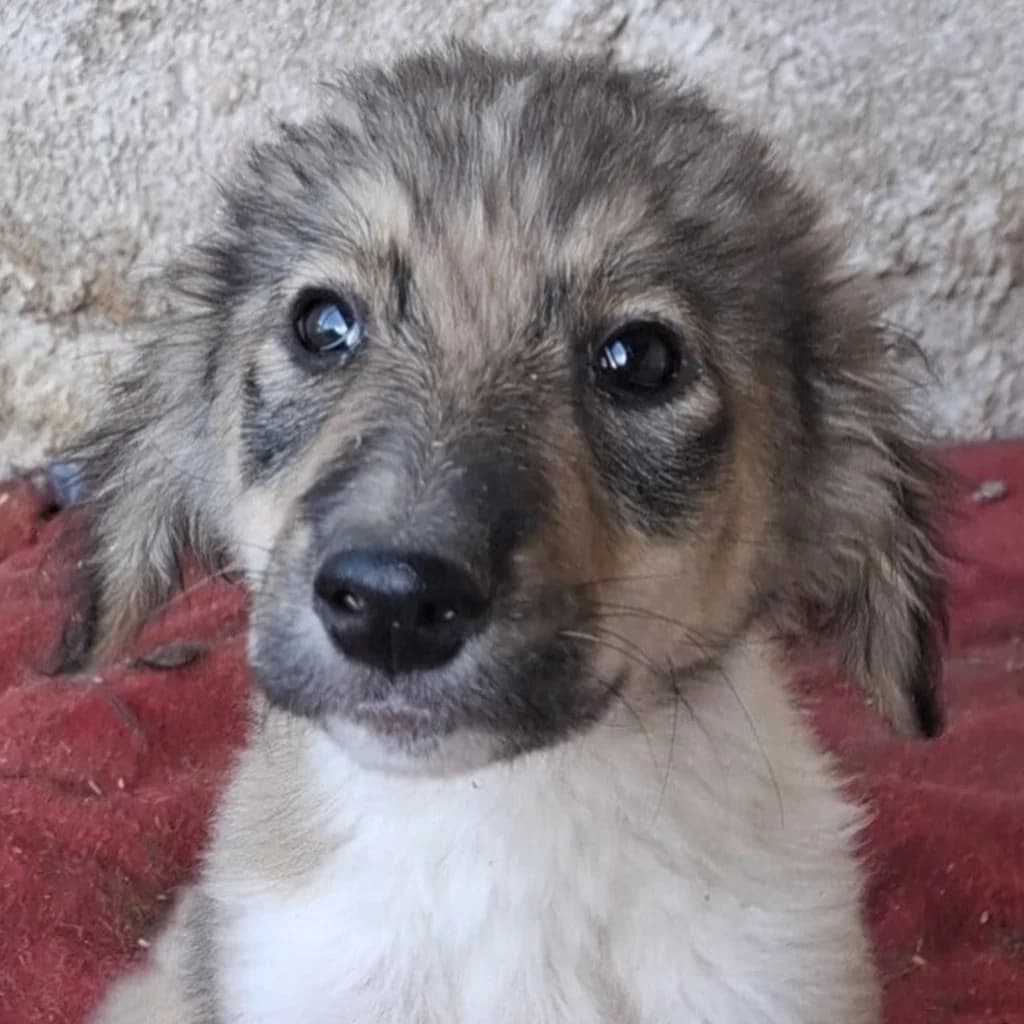 Adua, female puppy Mixed Breed for adoption at SALVA Hundehilfe e.V.