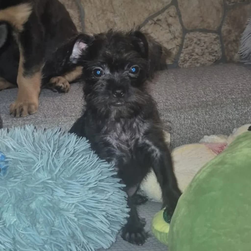 Greta, female puppy Mixed Breed for adoption at SALVA Hundehilfe e.V.