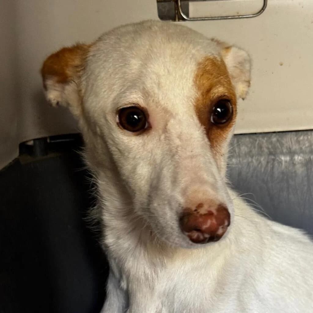 Cleo, female puppy Podenco for adoption at SALVA Hundehilfe e.V.