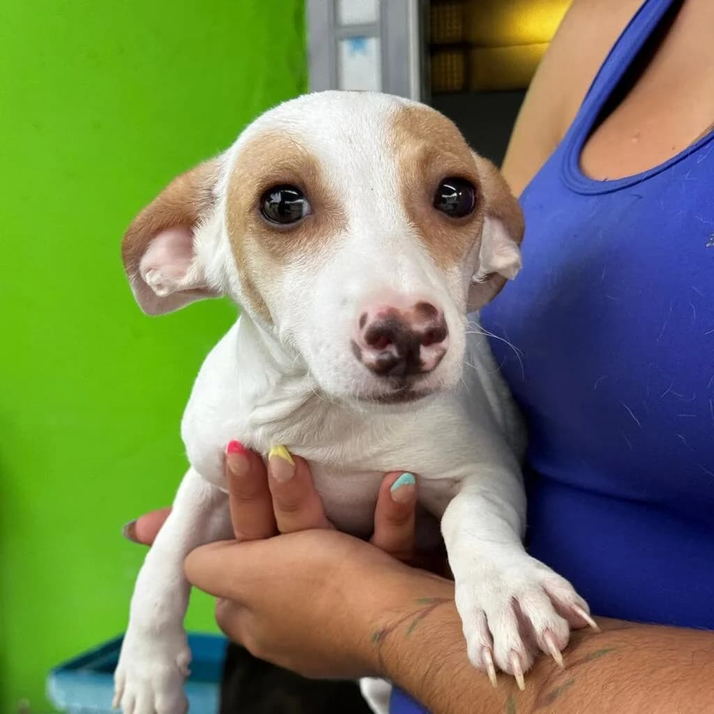 Sofia, female puppy Podenco for adoption at SALVA Hundehilfe e.V.