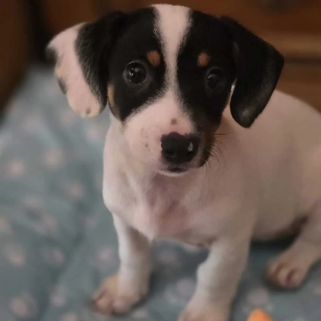 Lili, female puppy Mixed Breed for adoption at SALVA Hundehilfe e.V.