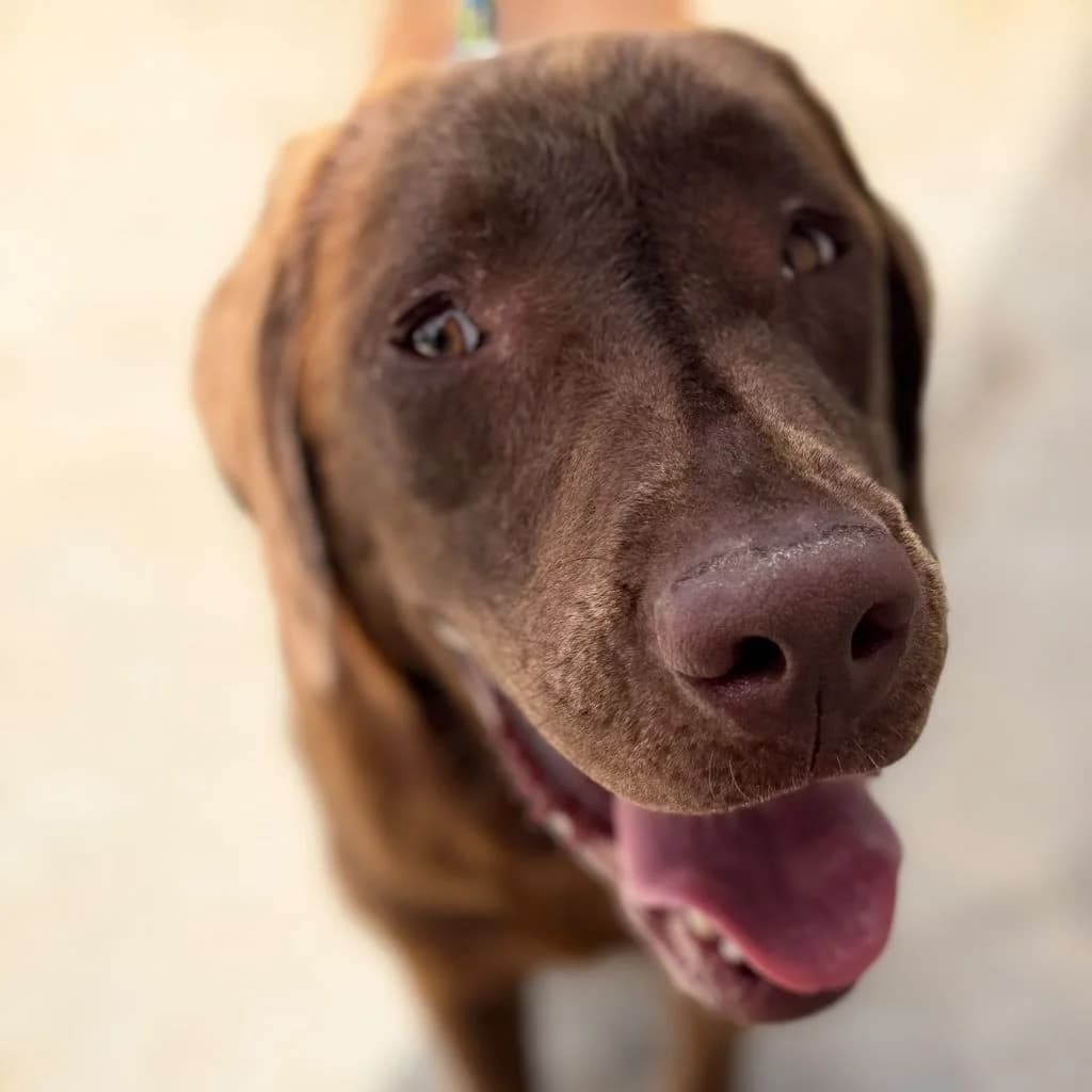 Beethoven, gold male young Labrador Retriever for adoption at SALVA Hundehilfe e.V.