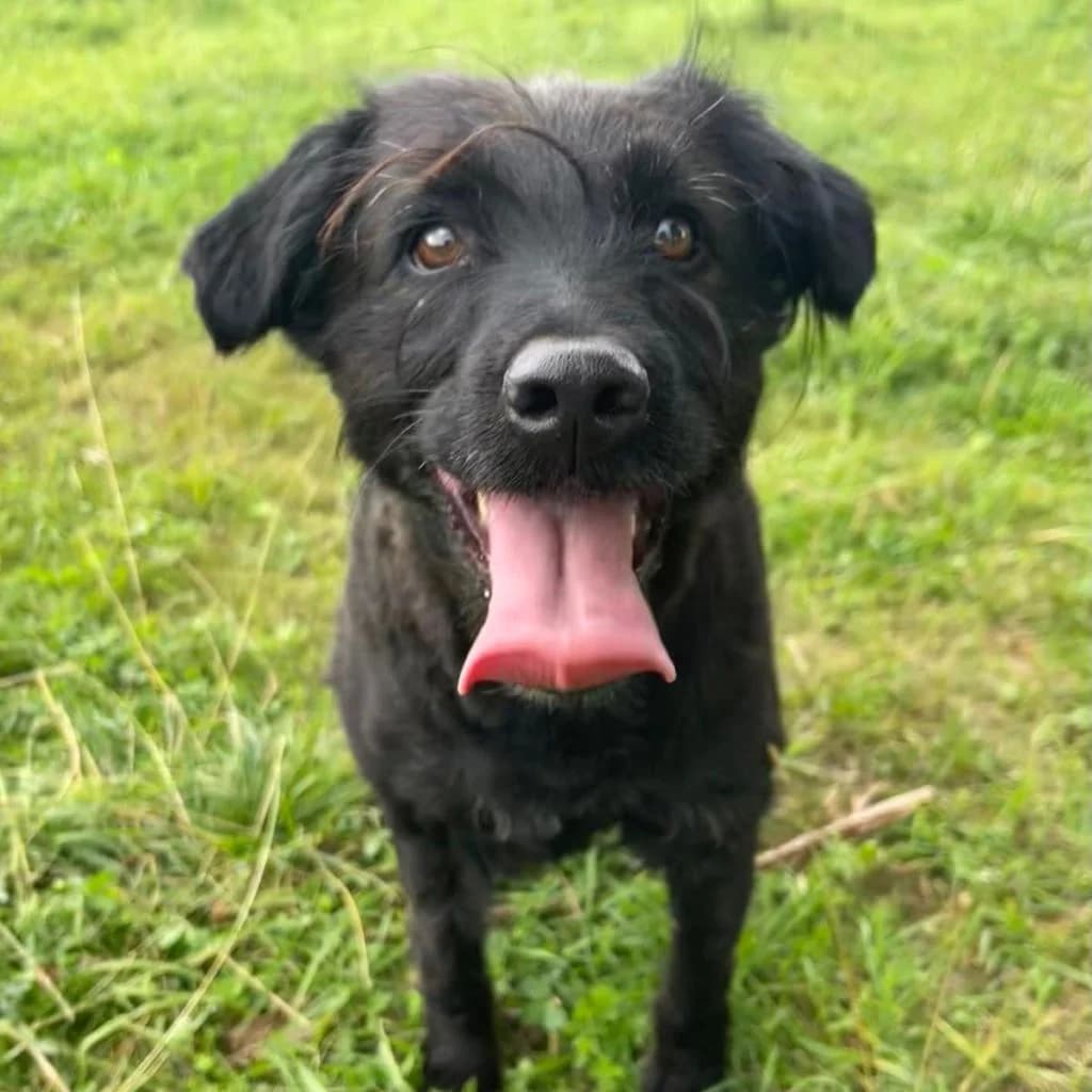 Astronaut Howard Wolowitz, male 7yo German Shepherd for adoption at SALVA Hundehilfe e.V.