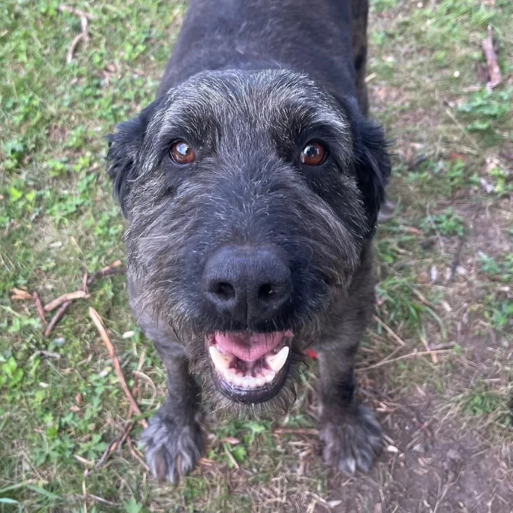 Dr. Sheldon Cooper, male 7yo German Shepherd for adoption at SALVA Hundehilfe e.V.
