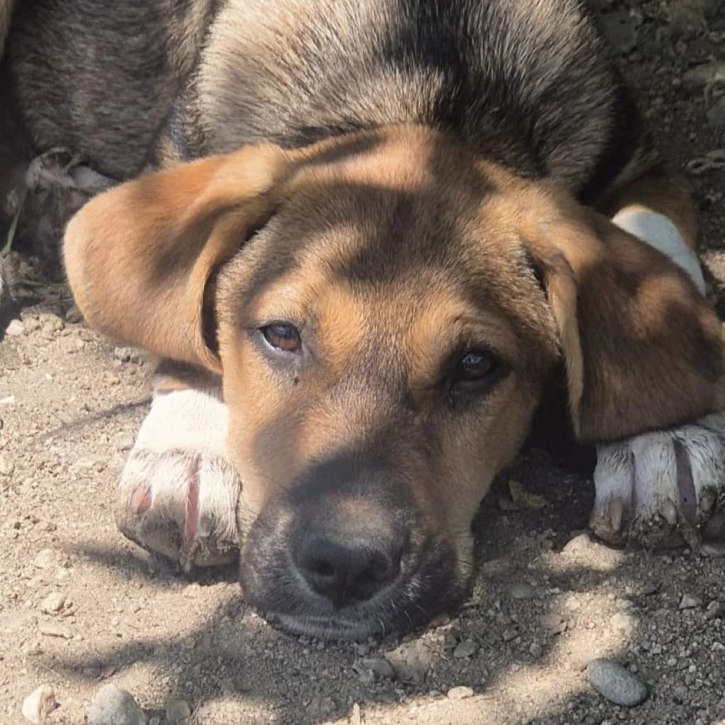 Tove, female puppy Mixed Breed for adoption at SALVA Hundehilfe e.V.