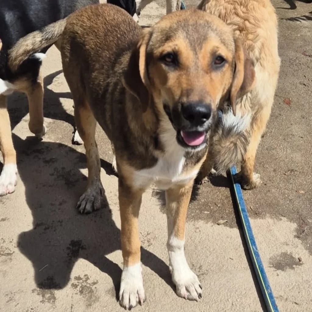 Tove, female puppy Mixed Breed for adoption at SALVA Hundehilfe e.V.