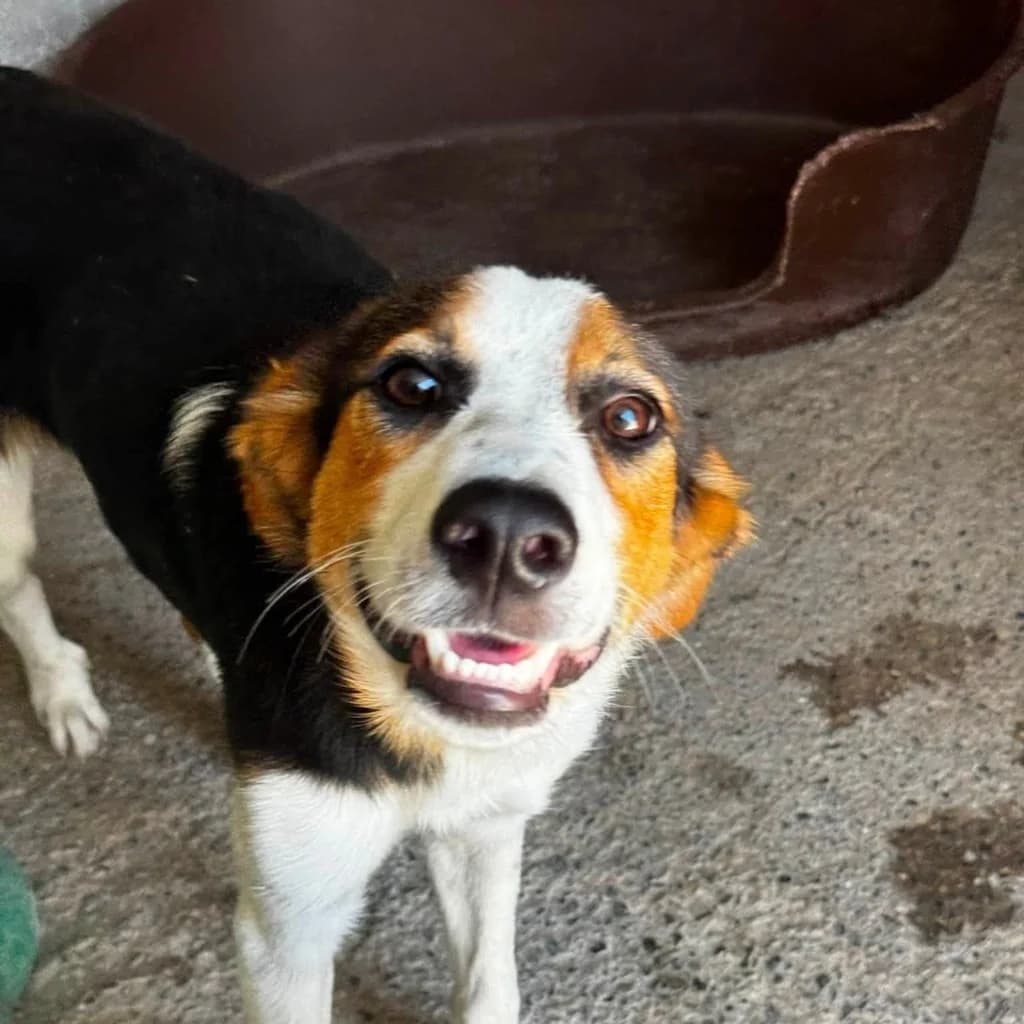 Timothy, male puppy Mixed Breed for adoption at SALVA Hundehilfe e.V.