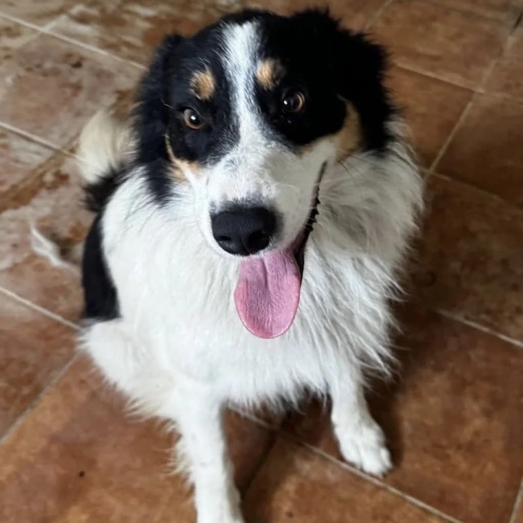 Jumanji, male young Border Collie for adoption at SALVA Hundehilfe e.V.