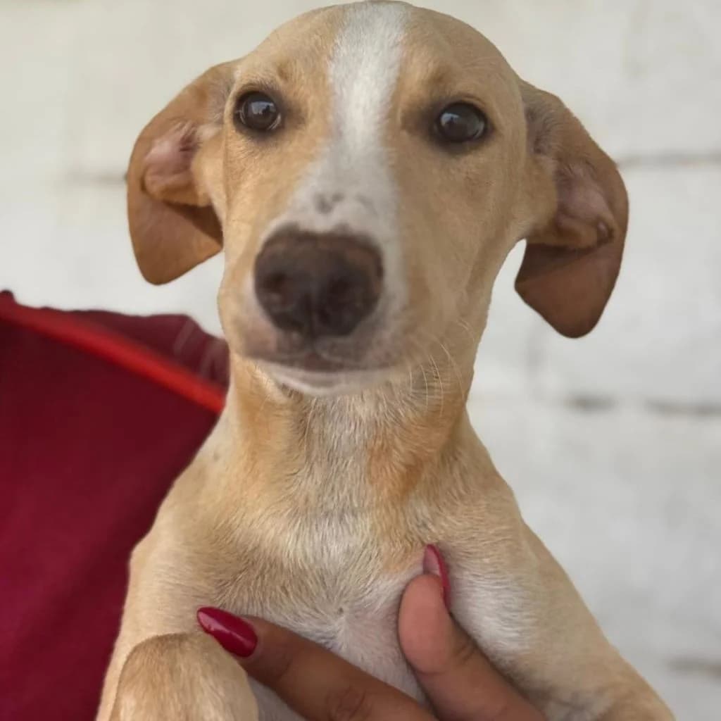 Joey, male puppy Mixed Breed for adoption at SALVA Hundehilfe e.V.