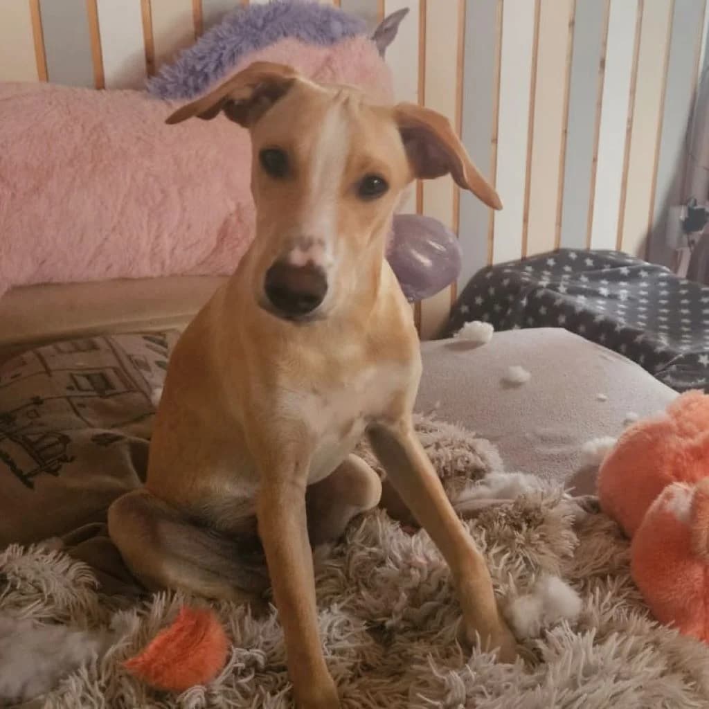 Joey, male puppy Mixed Breed for adoption at SALVA Hundehilfe e.V.