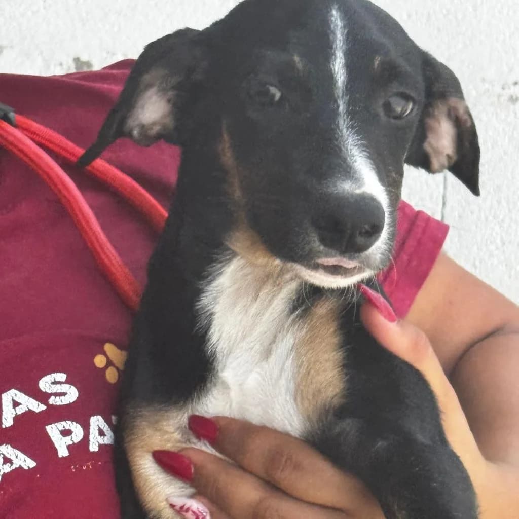 Georgia, female puppy Mixed Breed for adoption at SALVA Hundehilfe e.V.