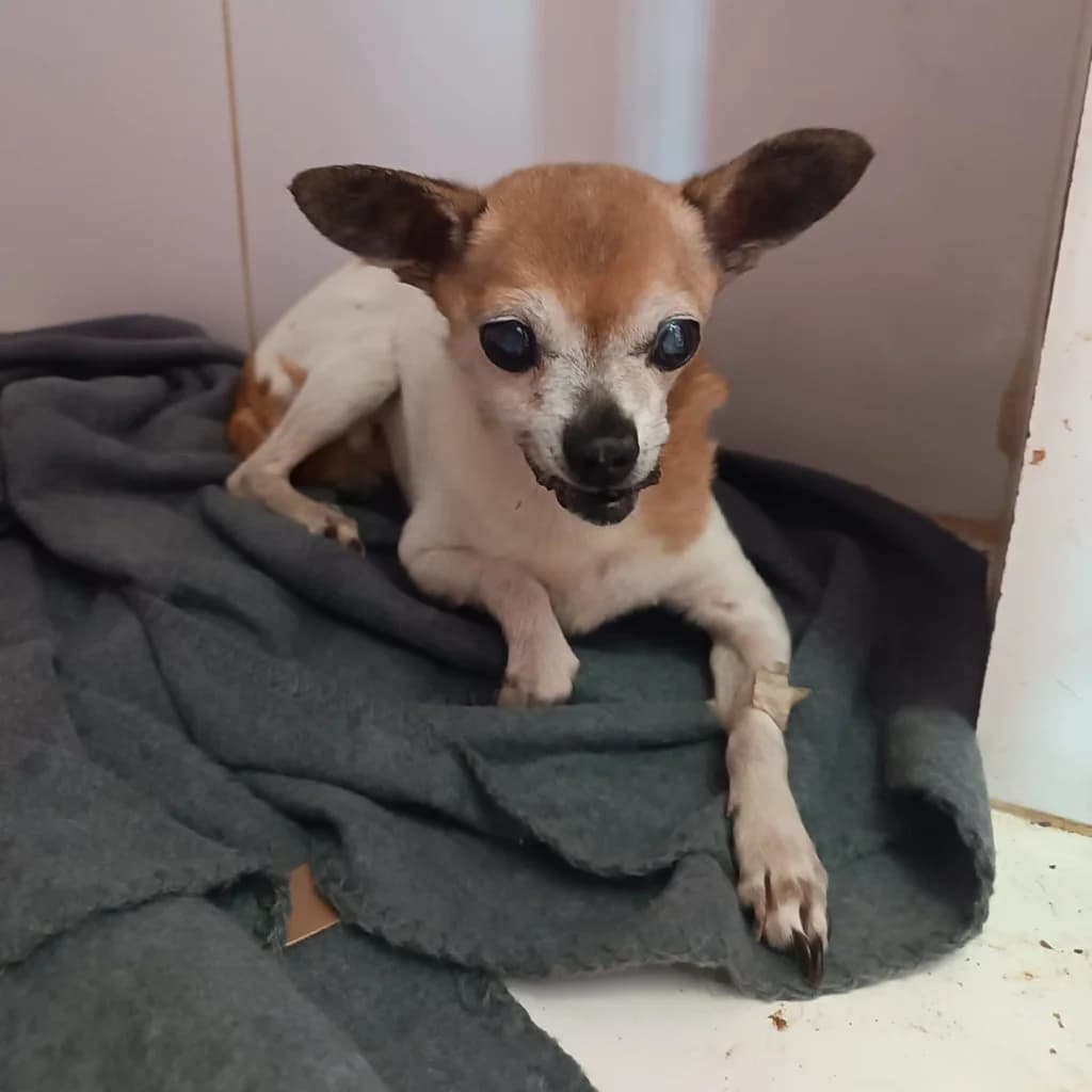 Papi, male senior Chihuahua for adoption at SALVA Hundehilfe e.V.