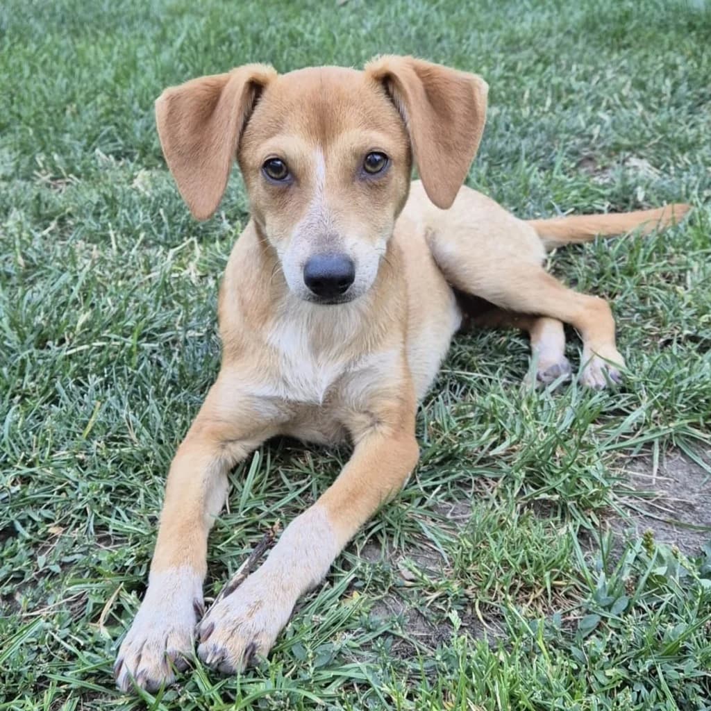 Nadya, female puppy Mixed Breed for adoption at SALVA Hundehilfe e.V.
