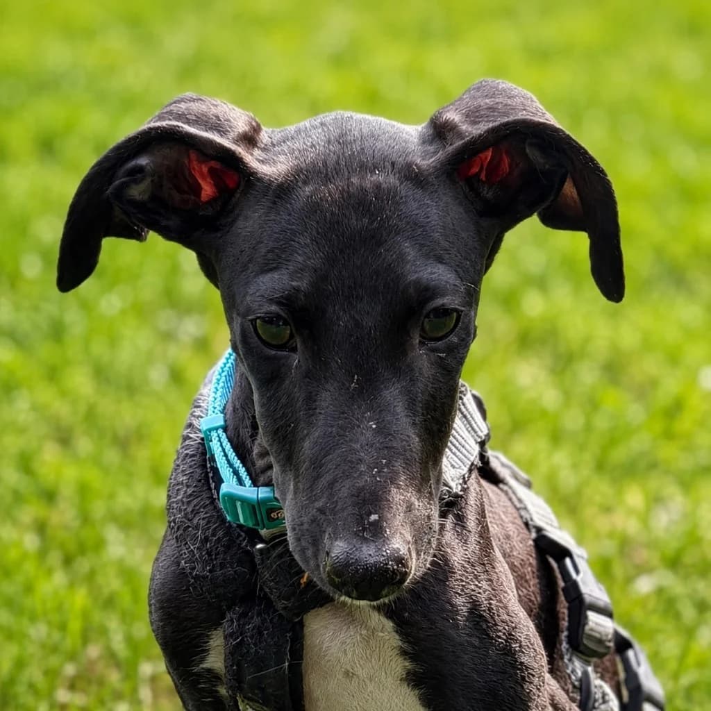 Gabriel, male puppy Mixed Breed for adoption at SALVA Hundehilfe e.V.