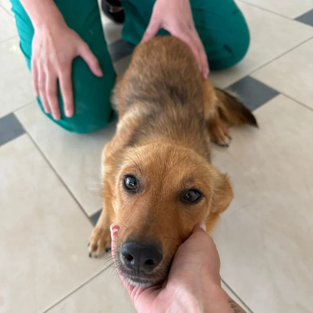 Sunny, female young Mixed Breed for adoption at SALVA Hundehilfe e.V.