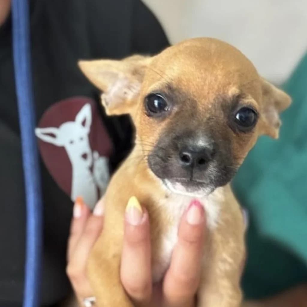 Pitufina, female puppy Chihuahua for adoption at SALVA Hundehilfe e.V.