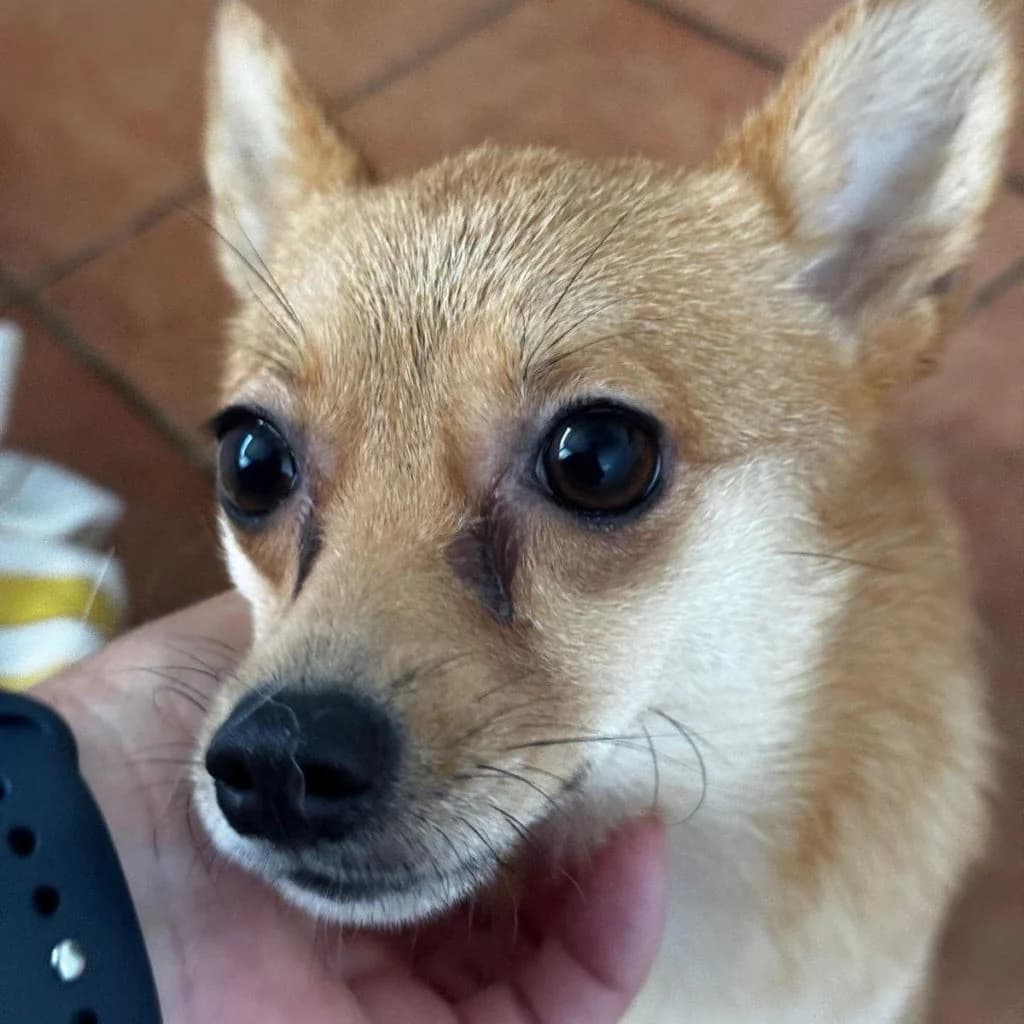 Holly, female young Chihuahua for adoption at SALVA Hundehilfe e.V.