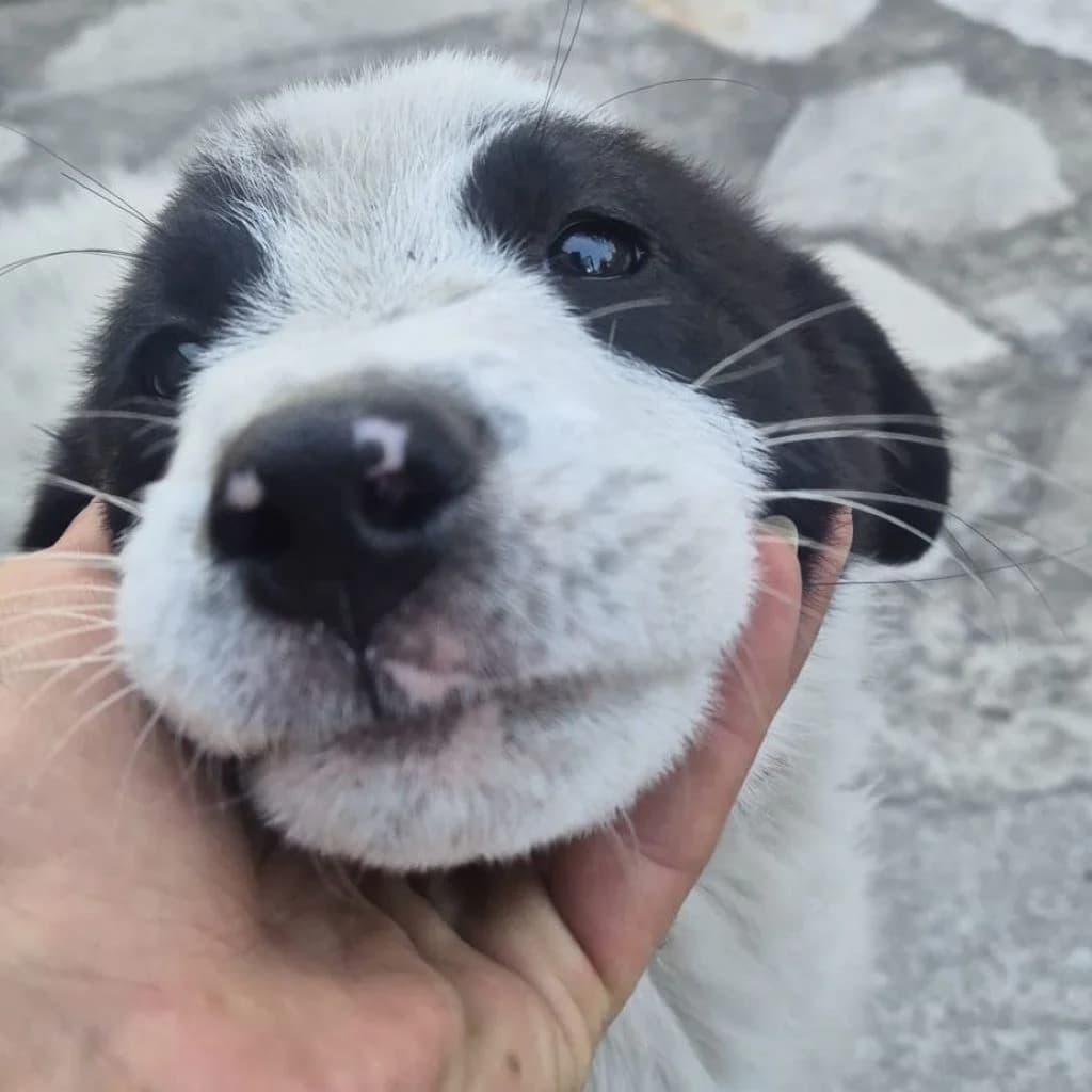Smilla, female puppy Mixed Breed for adoption at SALVA Hundehilfe e.V.
