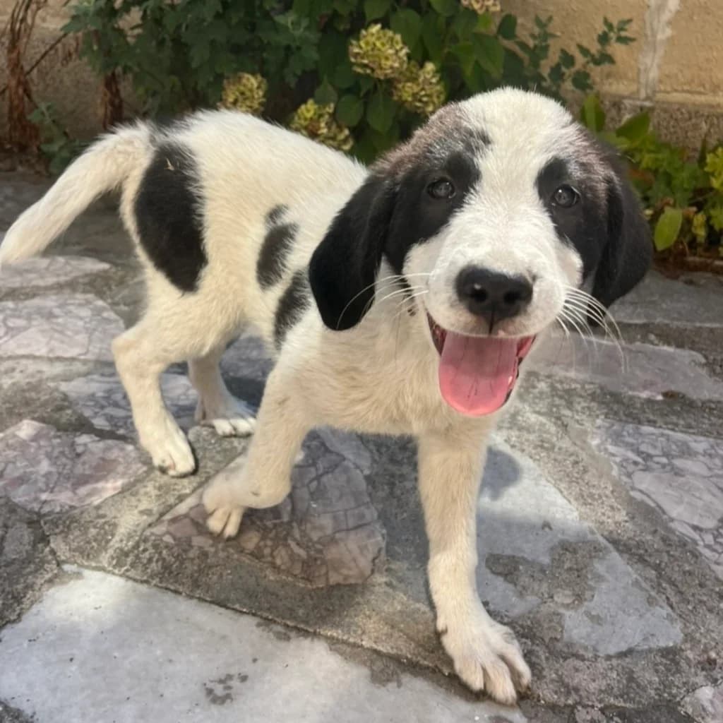 Smilla, female puppy Mixed Breed for adoption at SALVA Hundehilfe e.V.