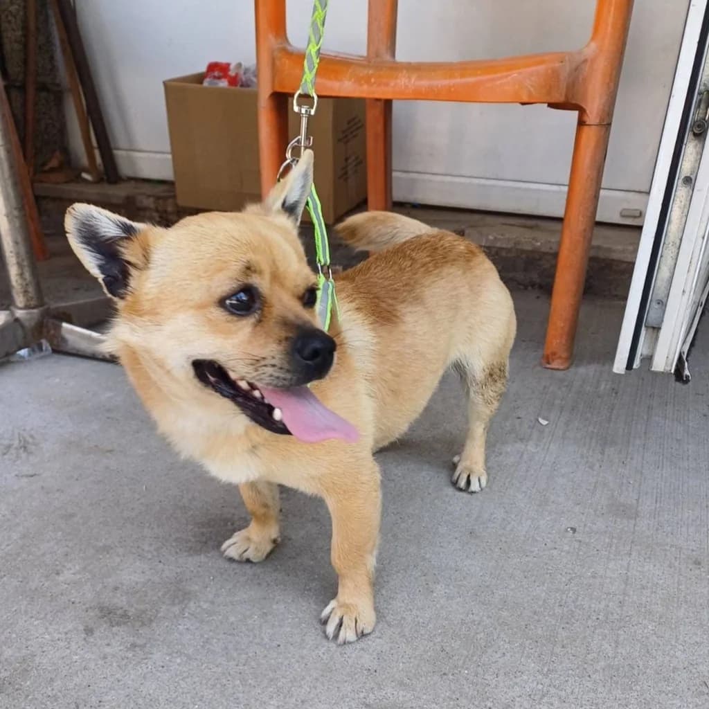 Rico, male 4yo Mixed Breed for adoption at SALVA Hundehilfe e.V.