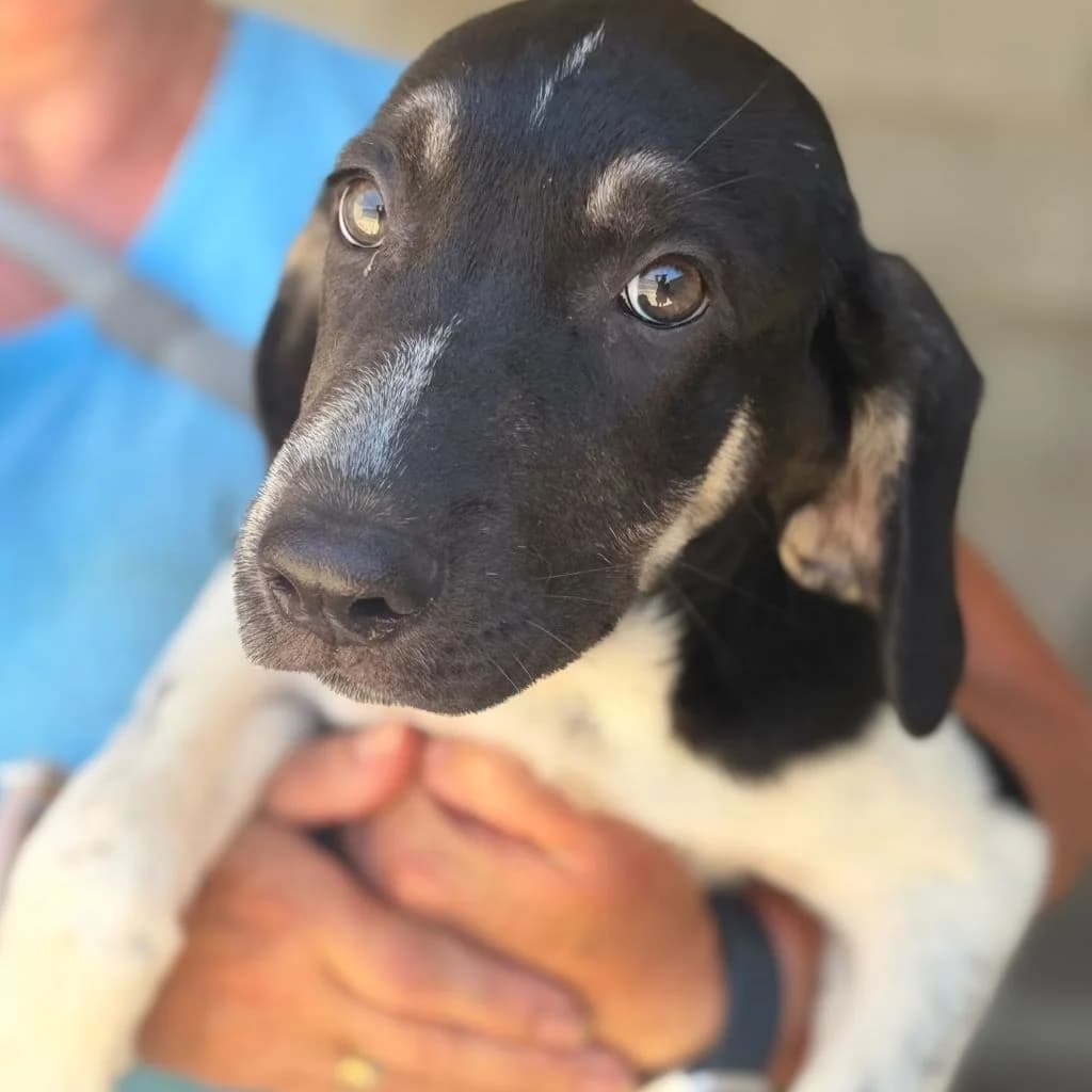 Maggie, female puppy Mixed Breed for adoption at SALVA Hundehilfe e.V.