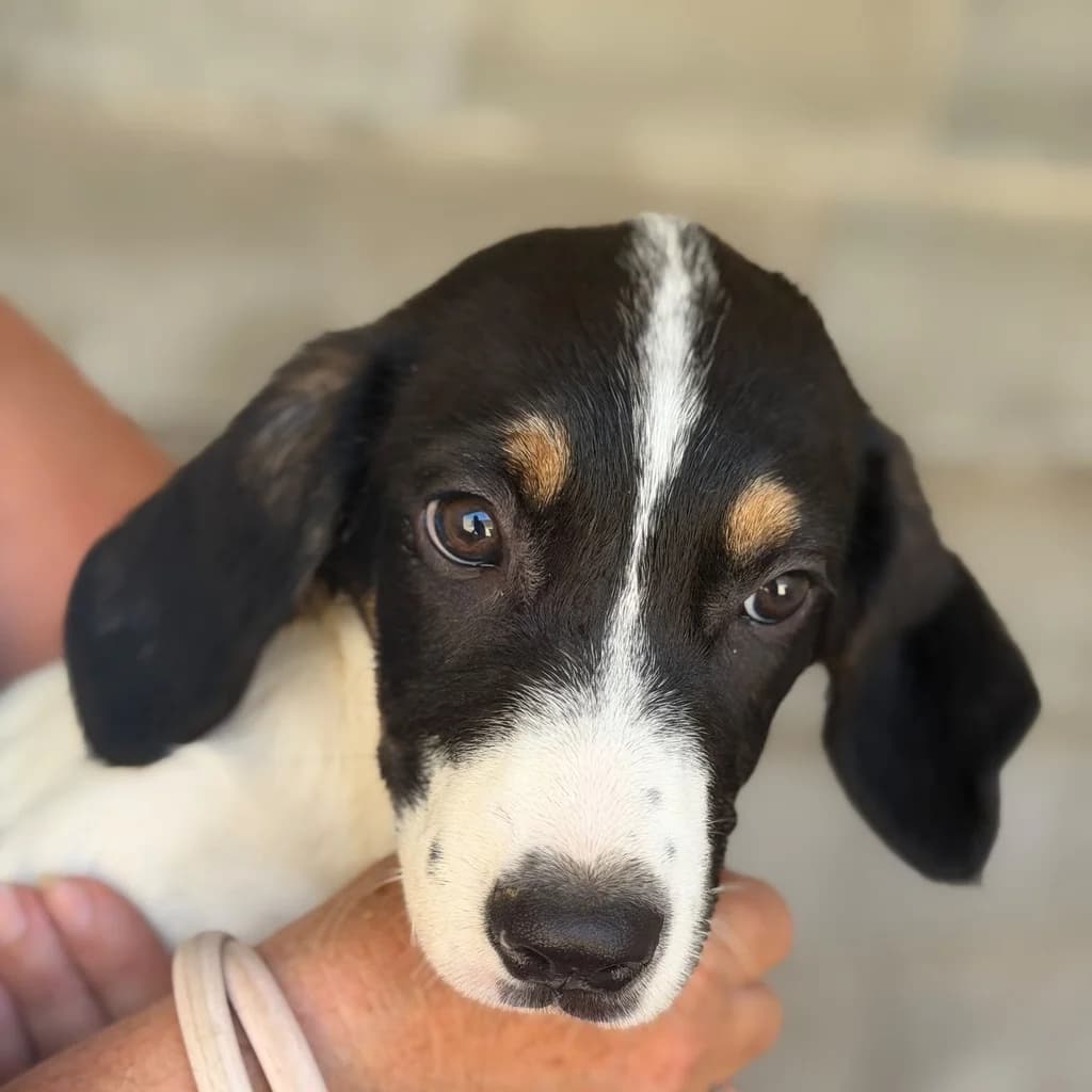 Kemi, female puppy Mixed Breed for adoption at SALVA Hundehilfe e.V.
