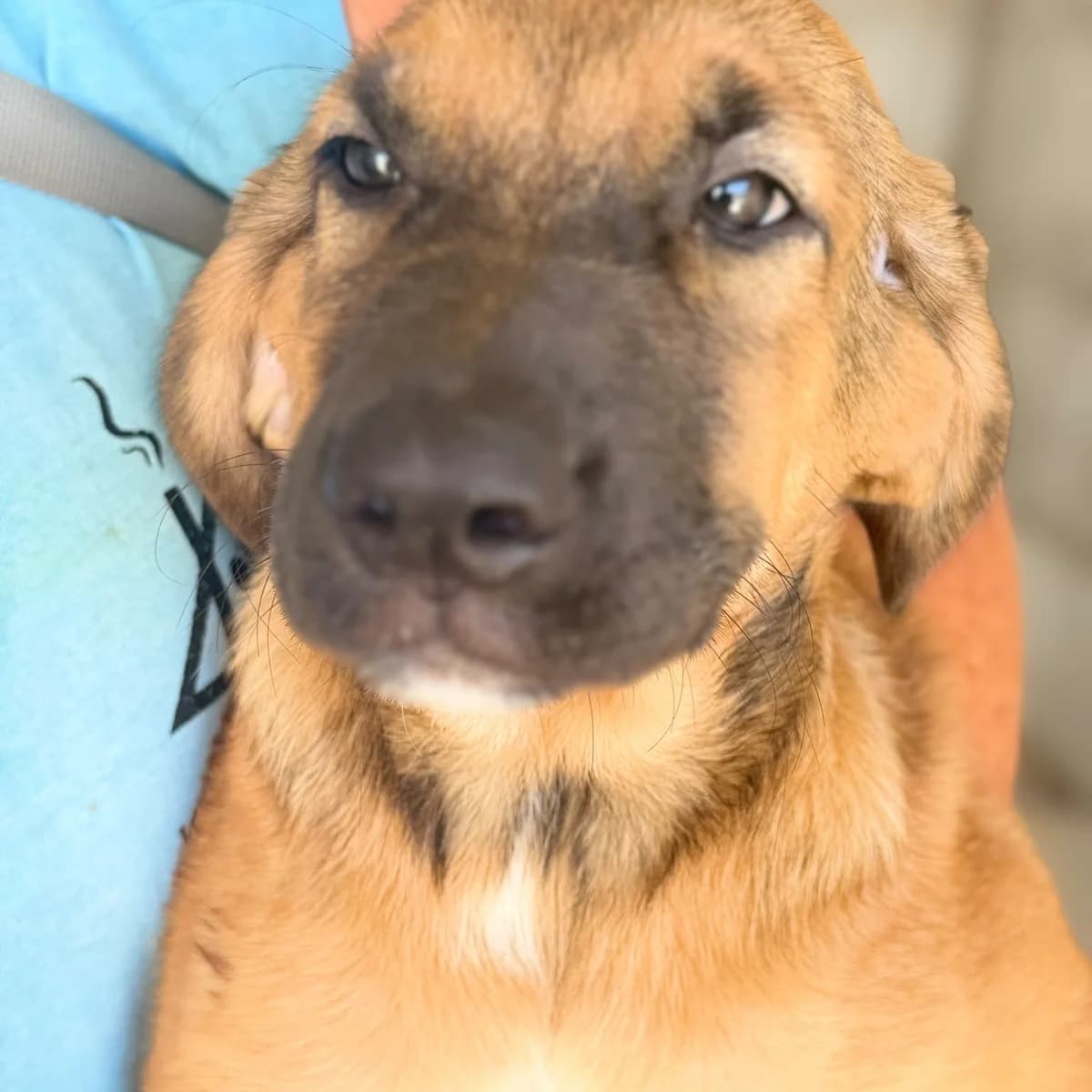Gordon, male puppy Mixed Breed for adoption at SALVA Hundehilfe e.V.
