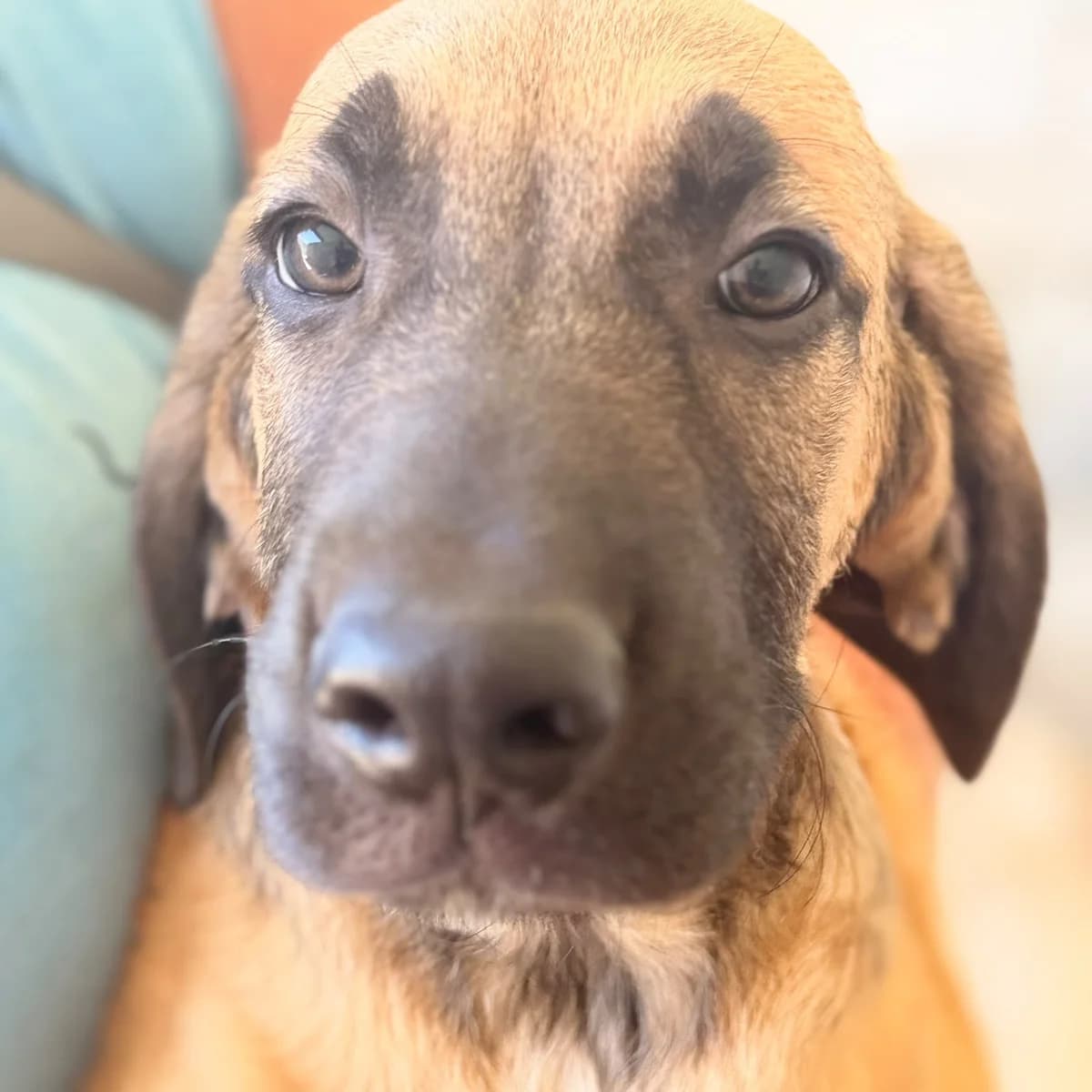 Cameron, male puppy Mixed Breed for adoption at SALVA Hundehilfe e.V.