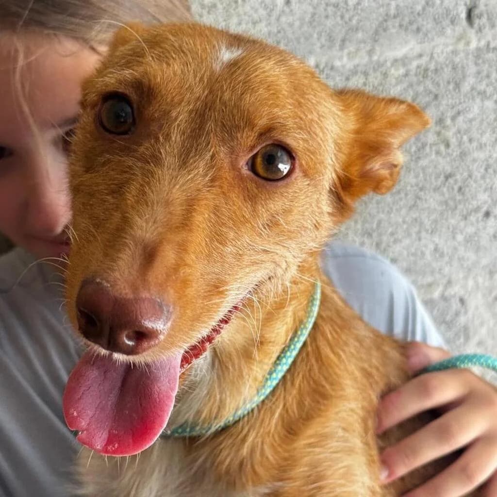 Dama, female 6yo Podenco for adoption at SALVA Hundehilfe e.V.