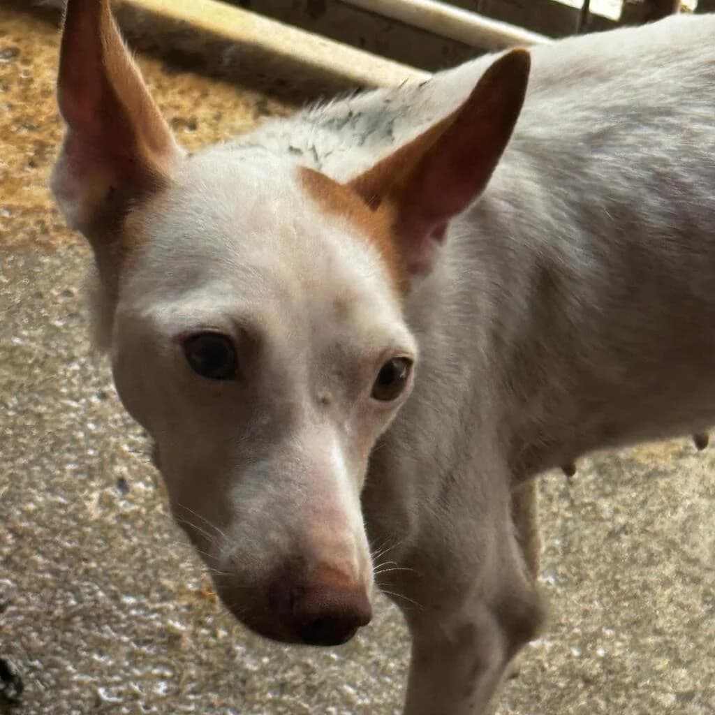 Tabitha, female young Podenco for adoption at SALVA Hundehilfe e.V.