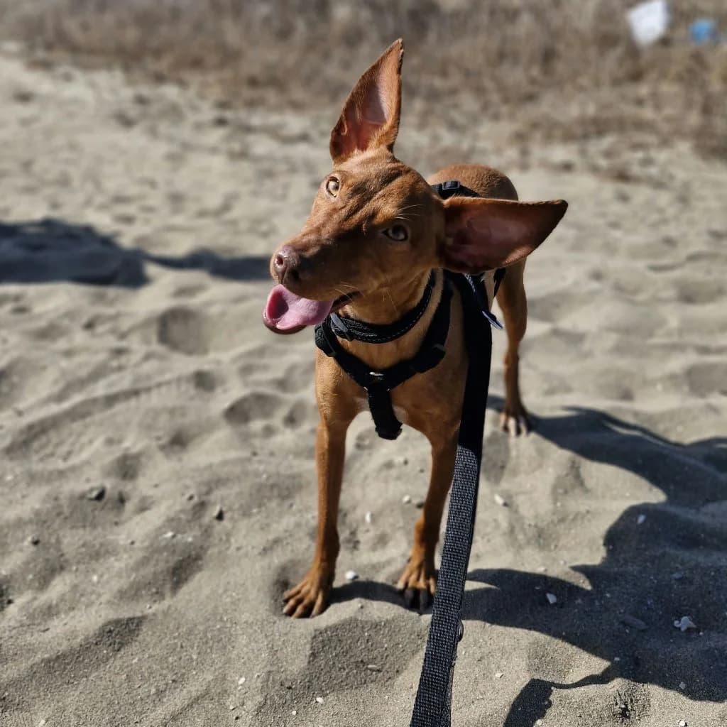 Nancy, female young Podenco for adoption at SALVA Hundehilfe e.V.