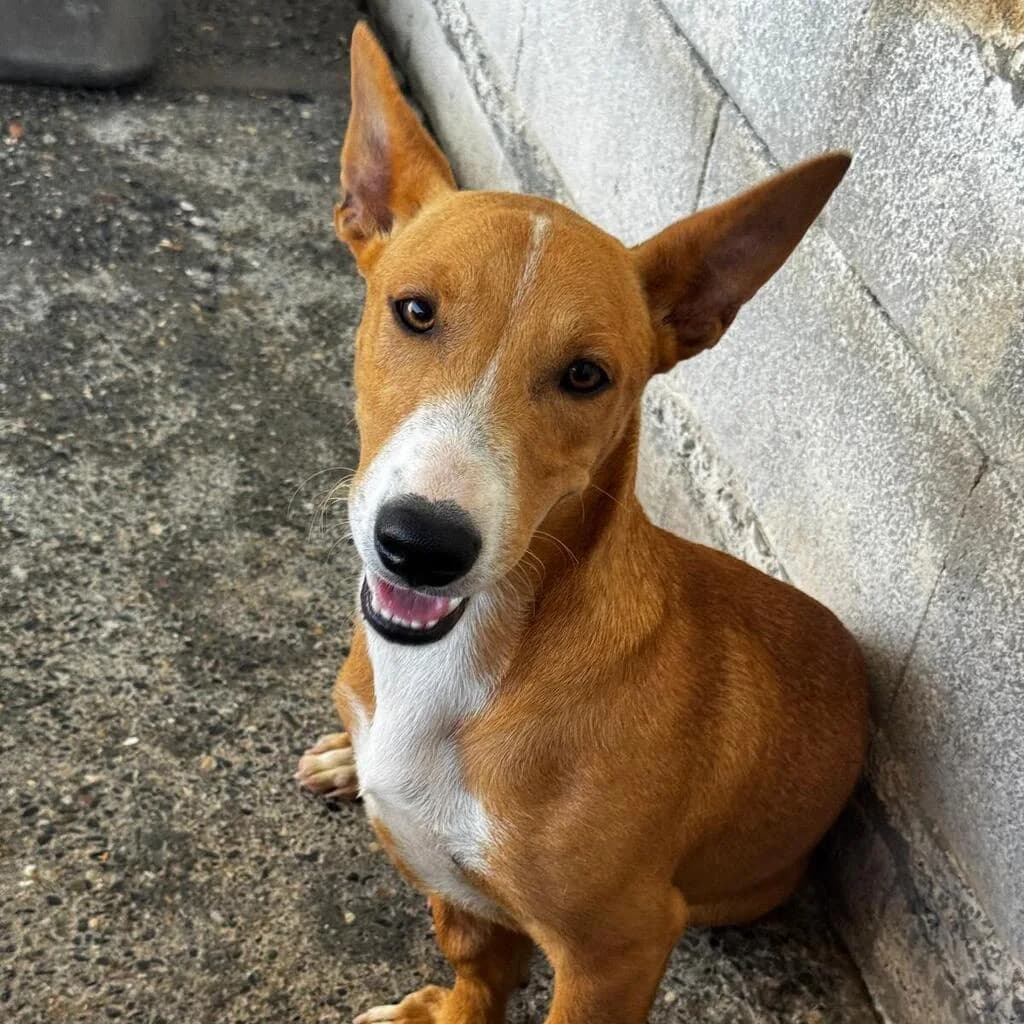 Cádiz, male puppy Podenco for adoption at SALVA Hundehilfe e.V.