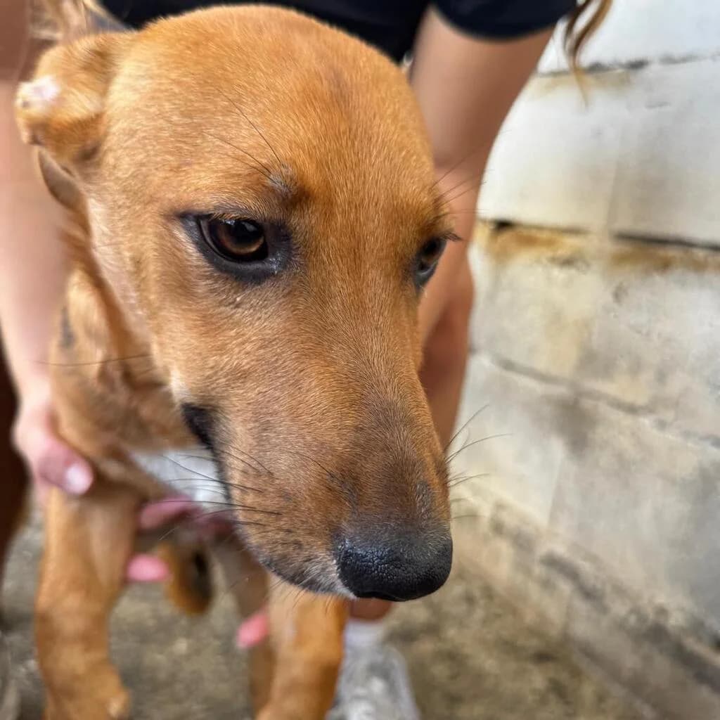 Burgos, male puppy Podenco for adoption at SALVA Hundehilfe e.V.