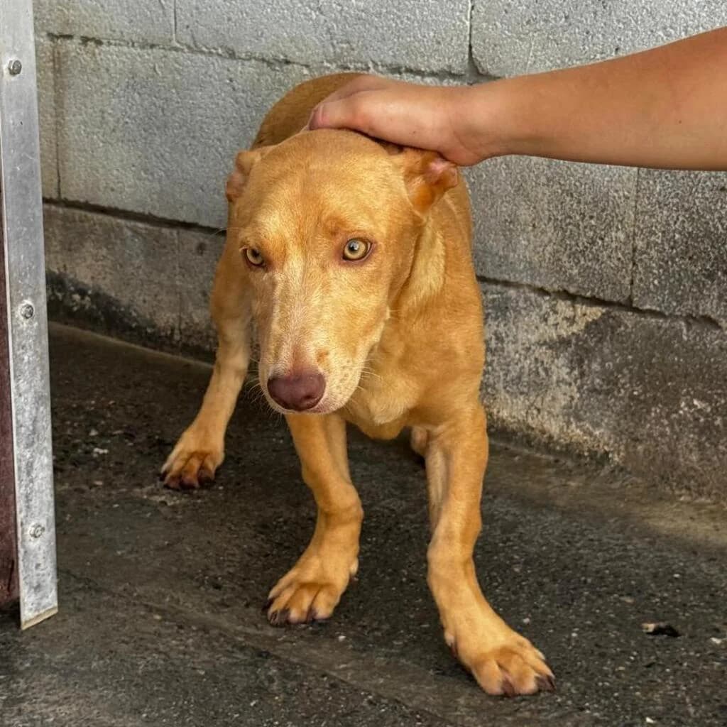 Bilbao, male puppy Podenco for adoption at SALVA Hundehilfe e.V.