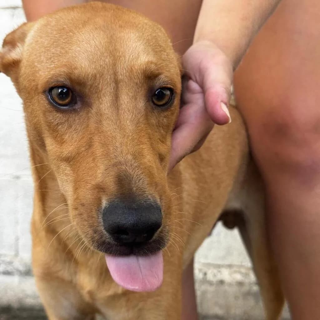 Madrid, male puppy Podenco for adoption at SALVA Hundehilfe e.V.