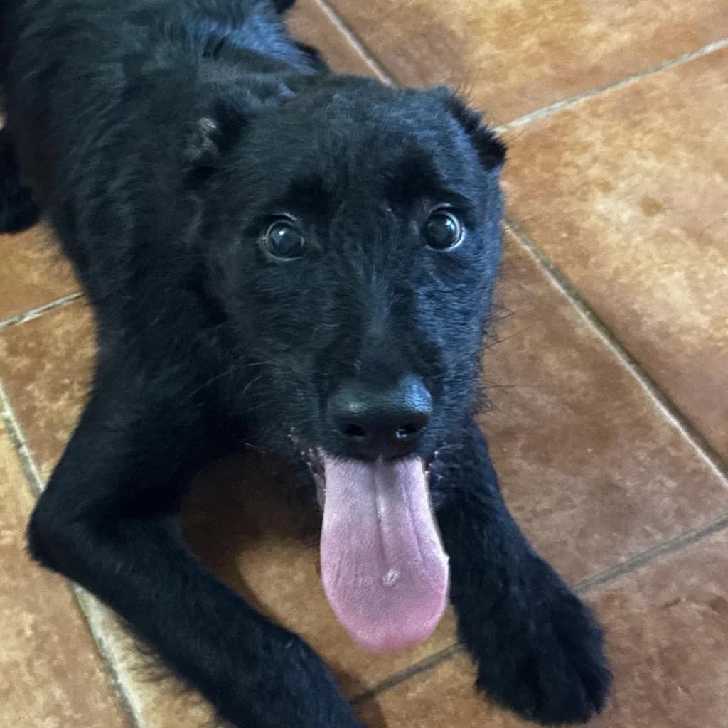 Leny, male puppy Mixed Breed for adoption at SALVA Hundehilfe e.V.