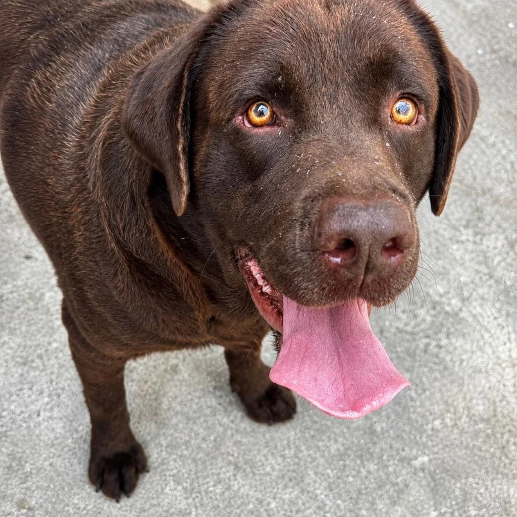 Nilo, male 4yo Labrador Retriever for adoption at SALVA Hundehilfe e.V.