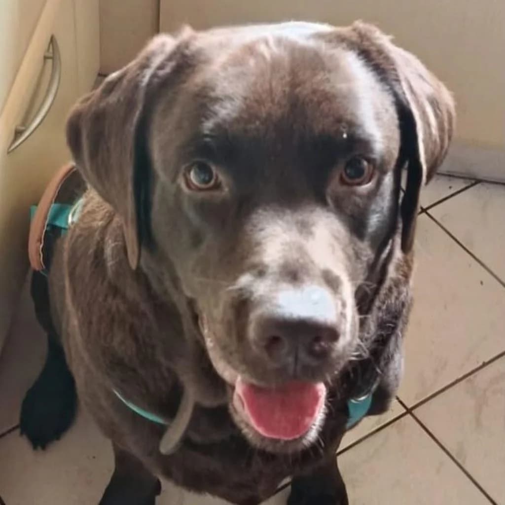 Nilo, male 4yo Labrador Retriever for adoption at SALVA Hundehilfe e.V.