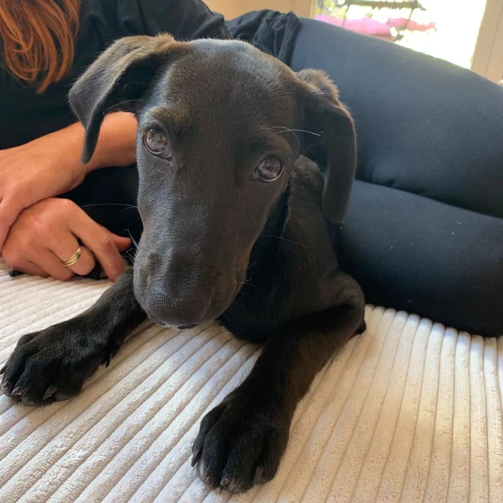 Kia, female puppy Podenco for adoption at SALVA Hundehilfe e.V.