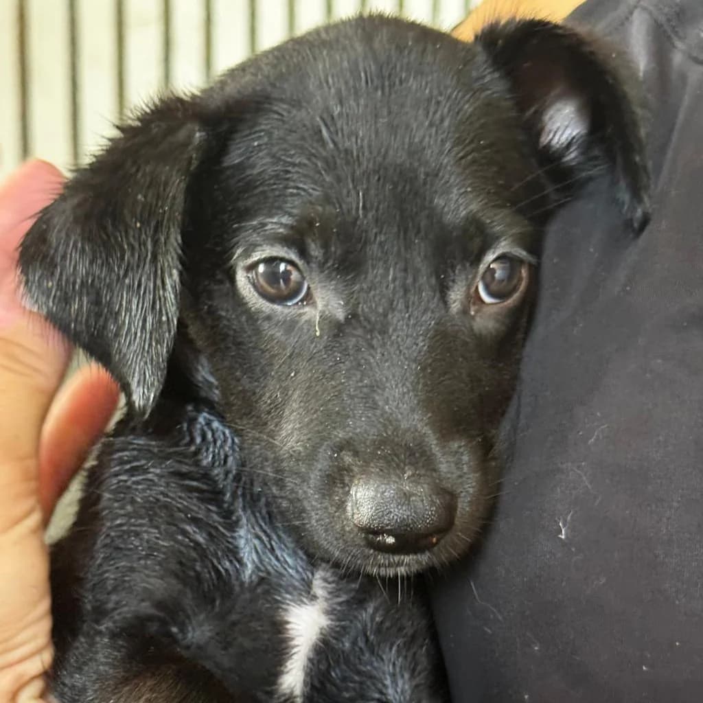 Ferrari, female puppy Podenco for adoption at SALVA Hundehilfe e.V.
