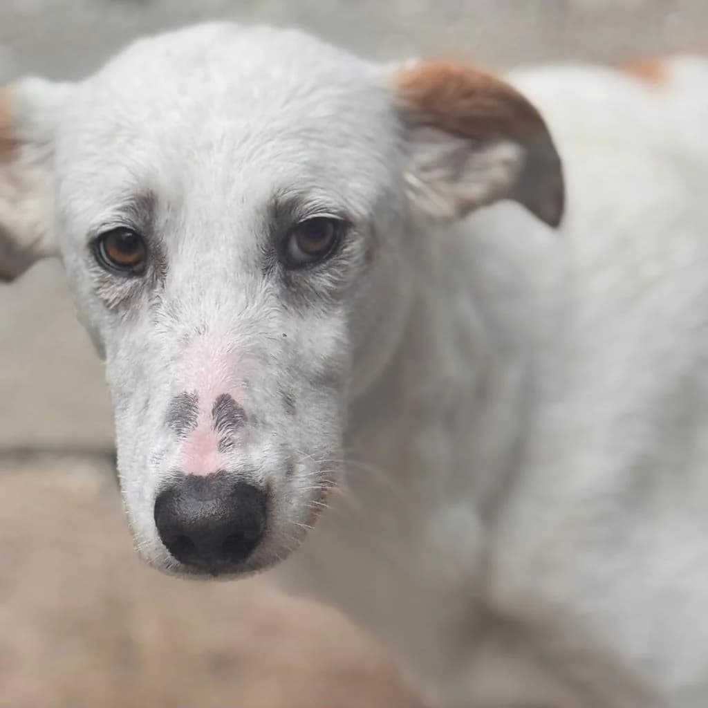Olympia, female 3yo Podenco for adoption at SALVA Hundehilfe e.V.