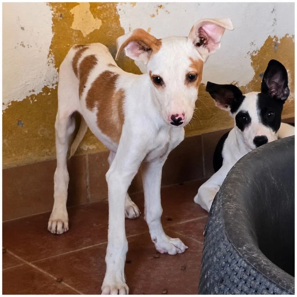 Apolo, male puppy Mixed Breed for adoption at SALVA Hundehilfe e.V.